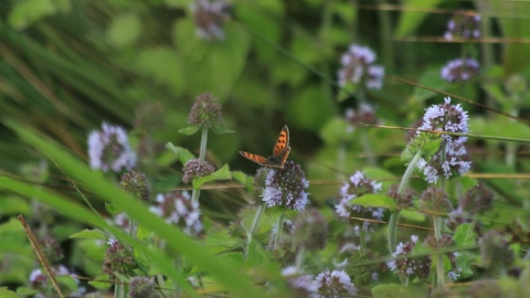 Small copper butterfly