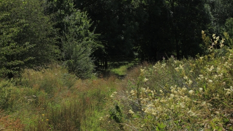 Aldercar Flash woodland gate