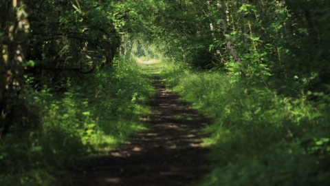 Wilwell Farm Cutting woodland path