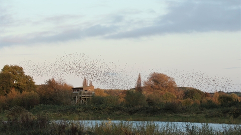 Starlings over Clifton Pond Attenborough Oct 2019