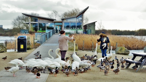 antik Skære af analogi Attenborough Nature Reserve | Nottinghamshire Wildlife Trust