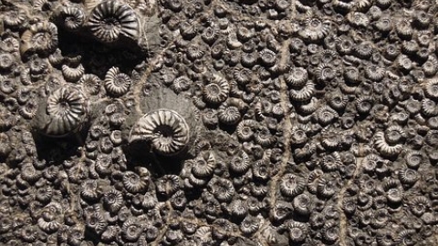 Fossil