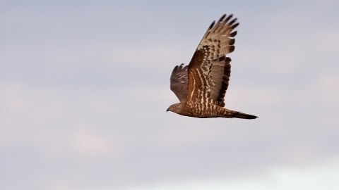 Honey buzzard in flight by Stefan Johansson