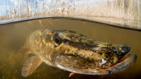 Pike in the reedbeds, Jack Perks