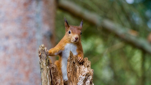 red squirrel climbing a log