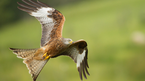 Red kite in flight