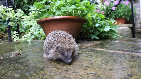 Hedgehog in a city garden