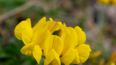 Horseshoe-vetch