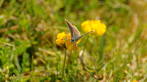 Brown Argus on Horseshoe-vetch 