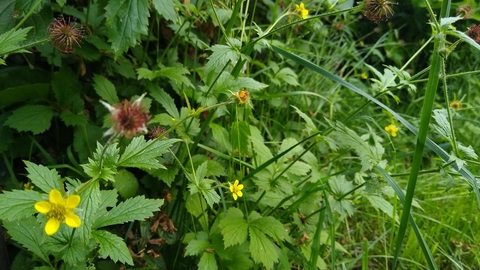 wood avens