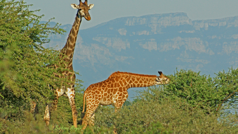 Giraffe photo by Barbara Myer