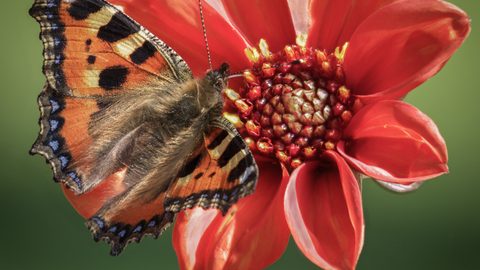 Small Tortoise Shell butterfly on Dahlia flower