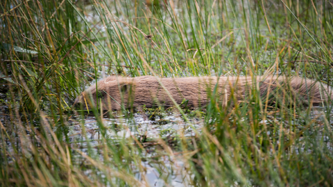 Beaver swimming