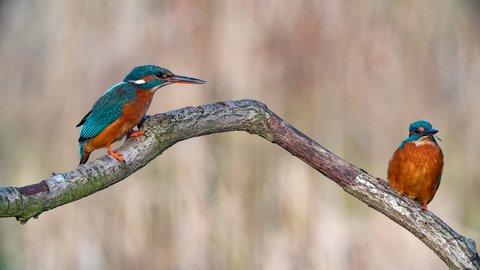 Two kingfishers perched on a branch