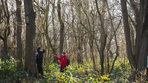 Monitoring bat boxes at Ploughman Wood