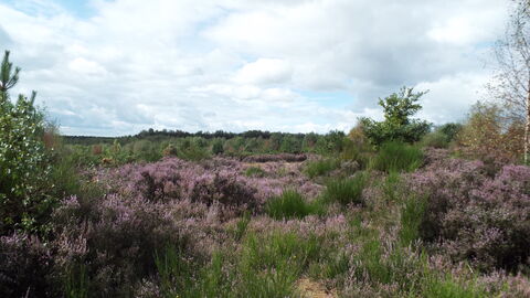 Heathland at former Rufford Colliary