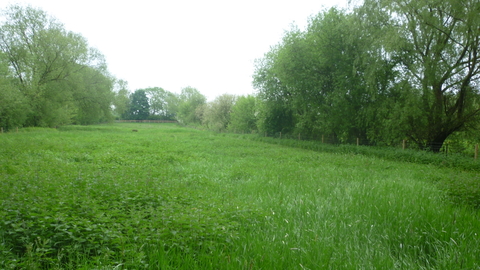 Girton Grasslands