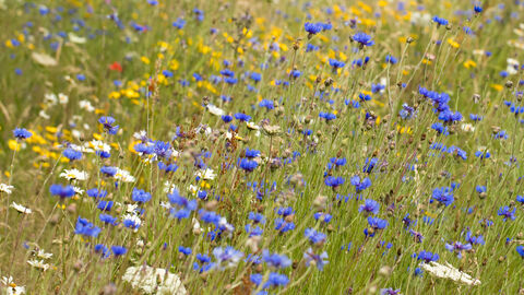 Wildflower meadow