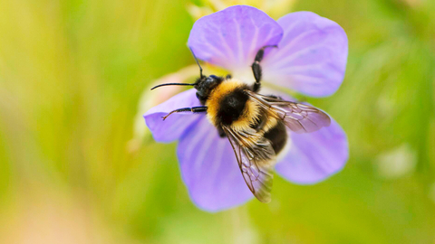 Bee on flower