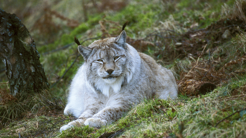 Lynx sitting on grass