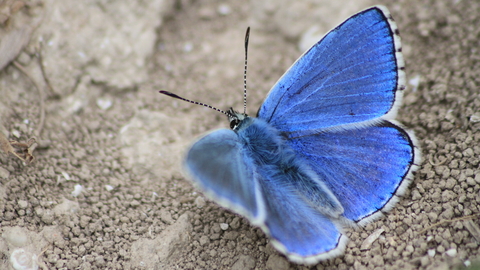 A male Adonis blue butterfly standing on stony ground, its bright electric blue wings held open, showing the black chequerboad markings on the margins