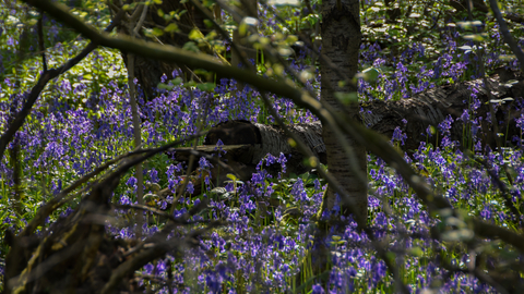 Woodland full of bluebells