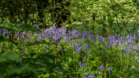 Bluebells in a sunlit woodland
