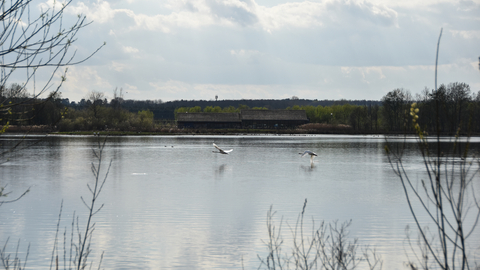 Swans flying across a lake in front of a building