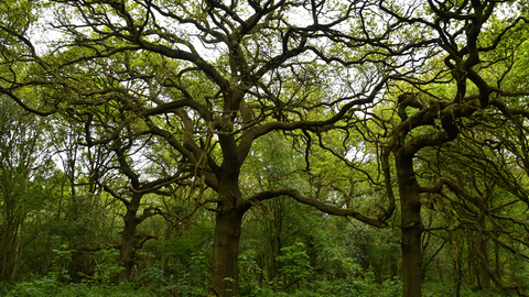 knarled tree canopy 