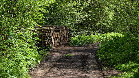 path through a woodland with log pile