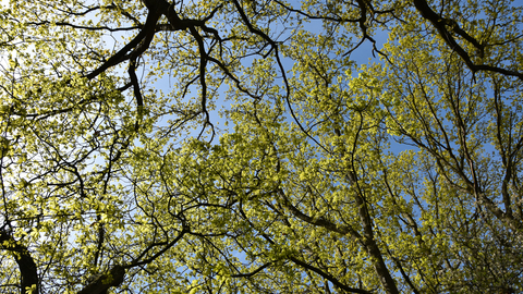 oak tree canopy in sunlight