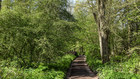path through a sunny woodland