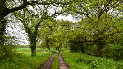 A path through oak trees in summer 