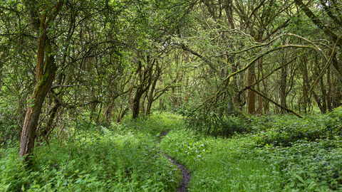 Path through a woodland