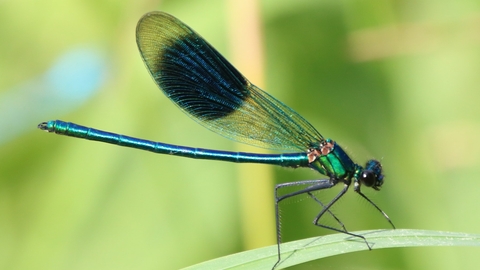 Dragonfly on leaf