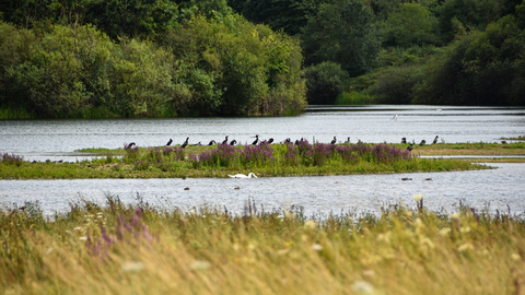 Wetland view with cormorants on an island