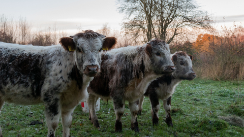 three young cows in a frosty field at sunset 