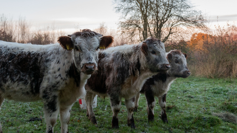 three young cows in a frosty field at sunset