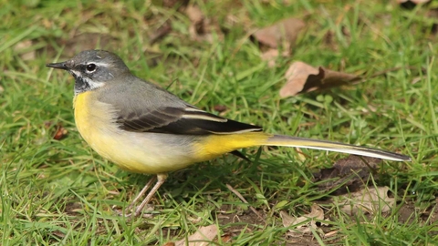 Yellow, black and grey bird on grass