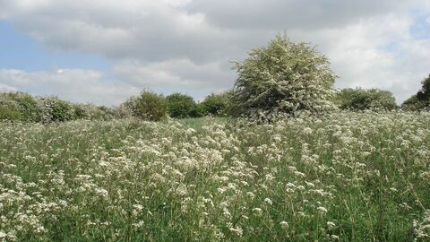 Dewberry Hill Nature Reserve