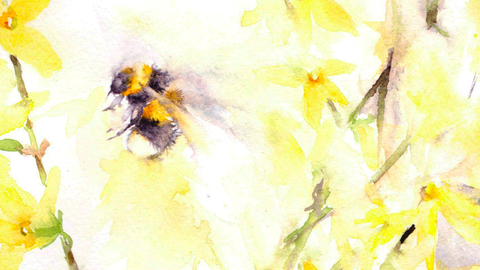 Bee on Forsythia
