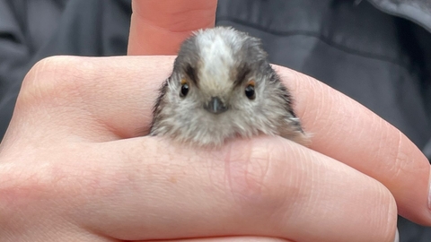 long tailed tit in a hand