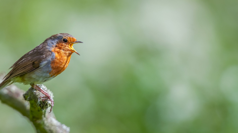Robin singing on a branch