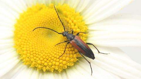 Beetle with red sides on flower