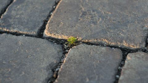 Weed in pavement