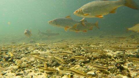 Fishes underwater.