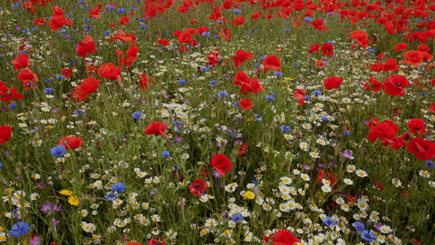 Wild flower meadow, Corn cockle, Corn flower, Centaurea montana, Agrostemma githago, Poppy, Papaver rhoeas, Sheffield