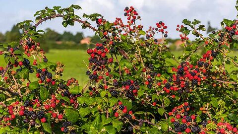 Blackberry bush