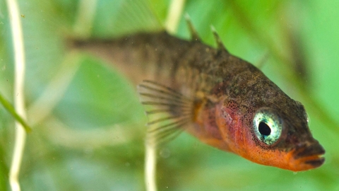 Three Spined Stickleback