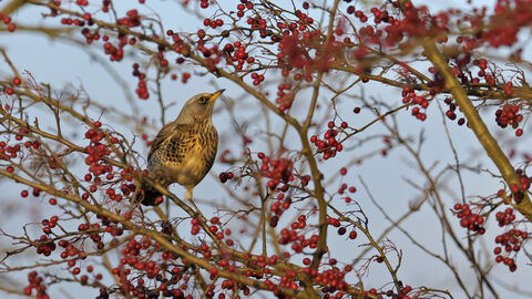 A fieldfare in a hawthorn, surrounded by plump red berries